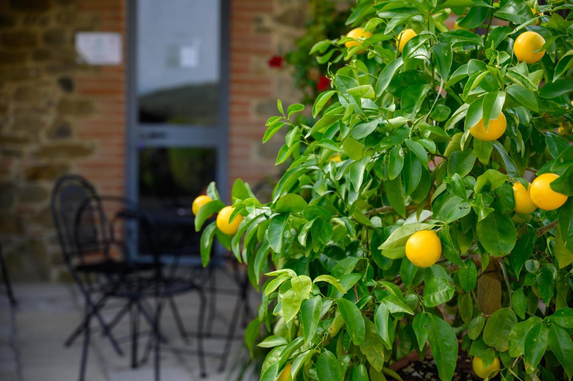 Agriturismo Borgo Sant'Ercolano Ciggiano Dış mekan fotoğraf